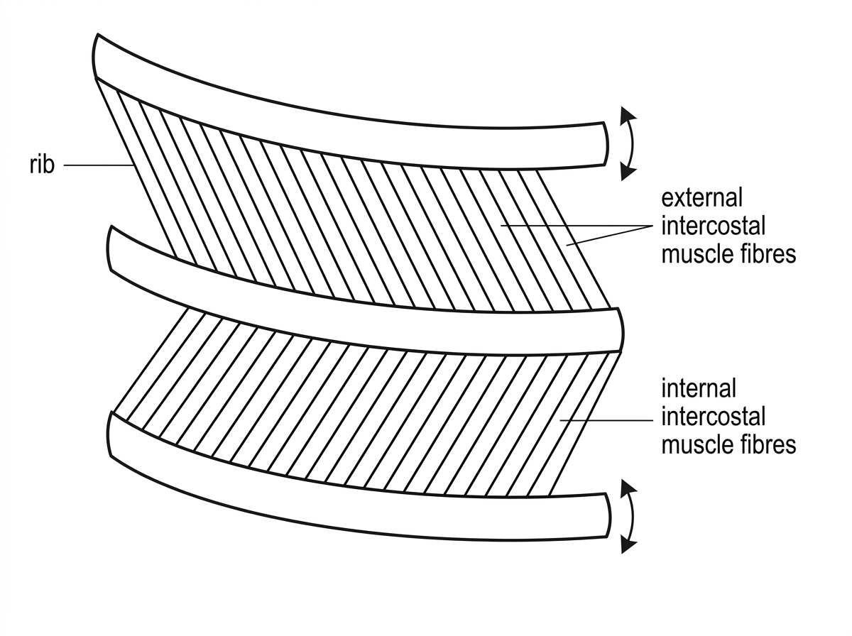 Diagram of adjacent ribs with external and internal intercostal muscle fibre layers shown with different orientations; arrows indicate possible rib movements but do not label inhalation or exhalation.