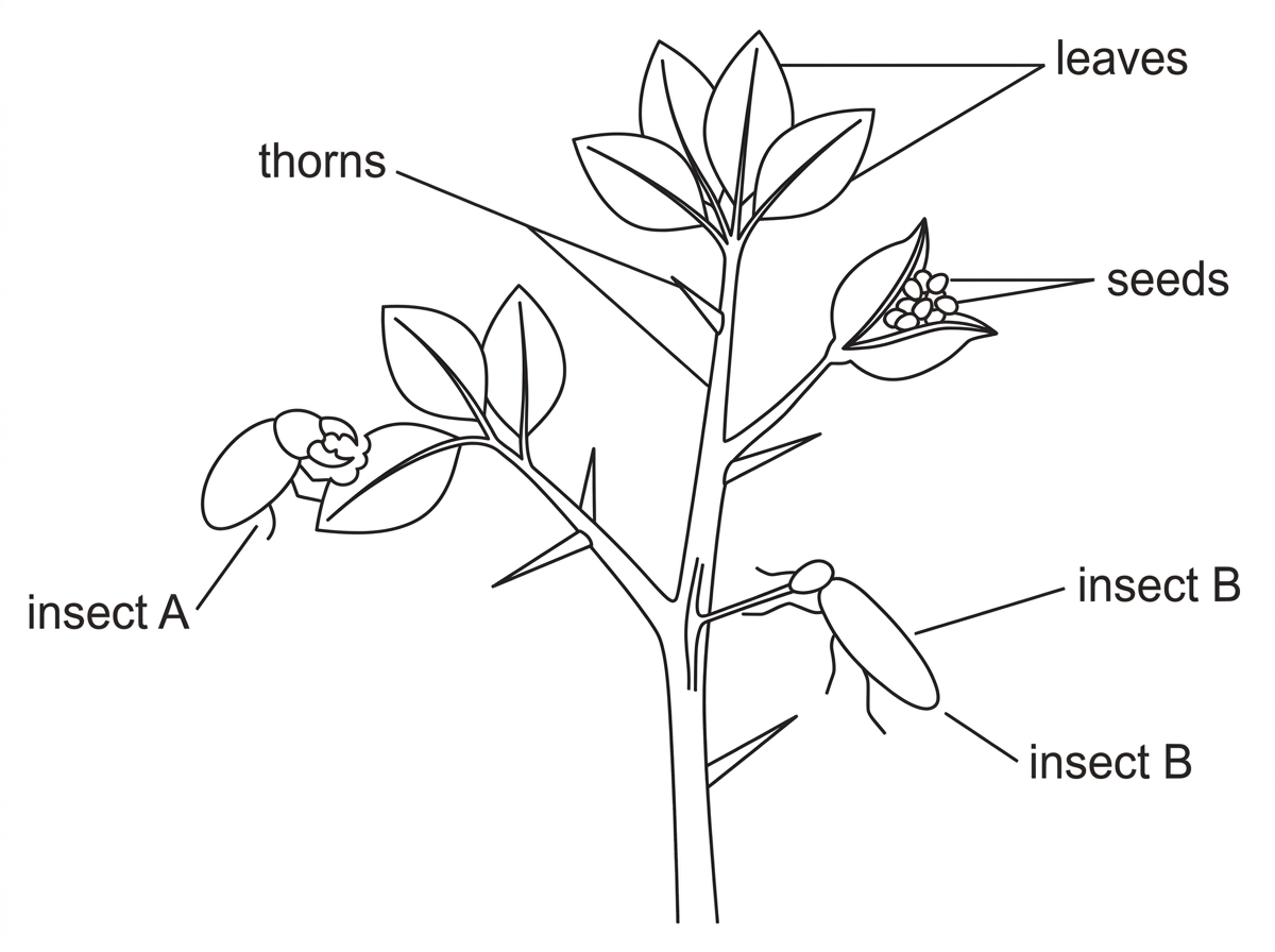 An annotated plant-insect diagram showing a shrub with leaves, thorns and seed pods. Insect A has chewing mouthparts biting the leaf edge; insect B has a slender piercing mouthpart inserted into vascular tissue. Labels identify insect A, insect B, thorns, leaves and seeds, but do not name the mouthpart types.