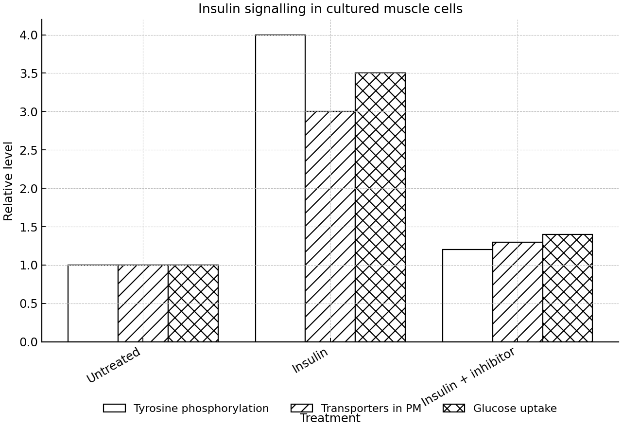 Relative levels of tyrosine phosphorylation, membrane glucose transporters, and glucose uptake in cultured muscle cells under three treatments.