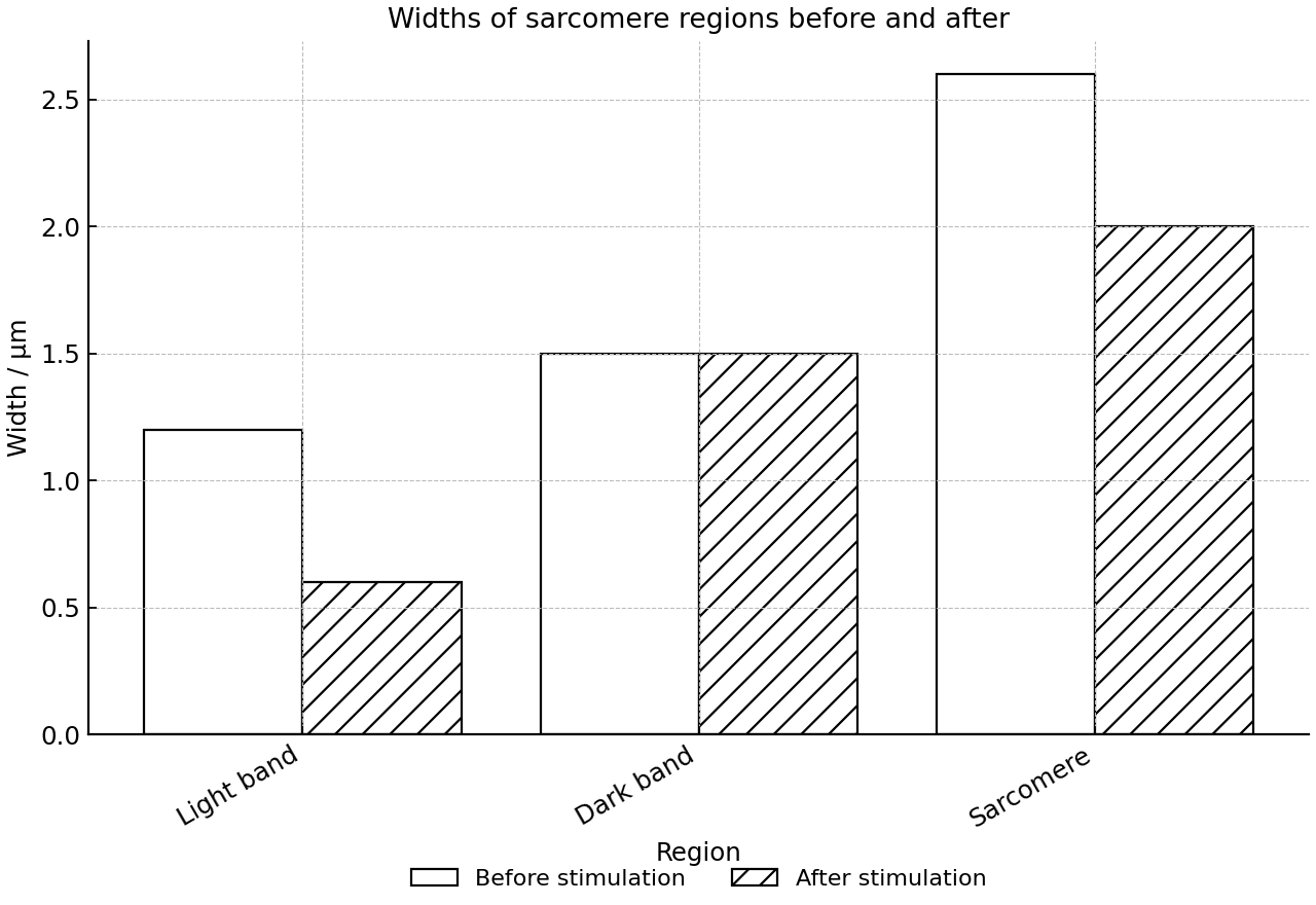 Widths of selected sarcomere regions before and after stimulation.