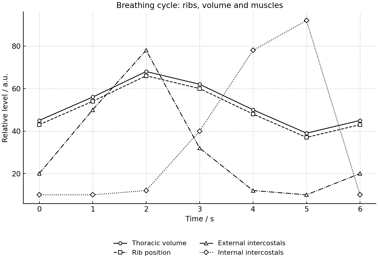Time-series line graph of relative thoracic volume, rib position, and intercostal muscle activity during one breathing cycle.