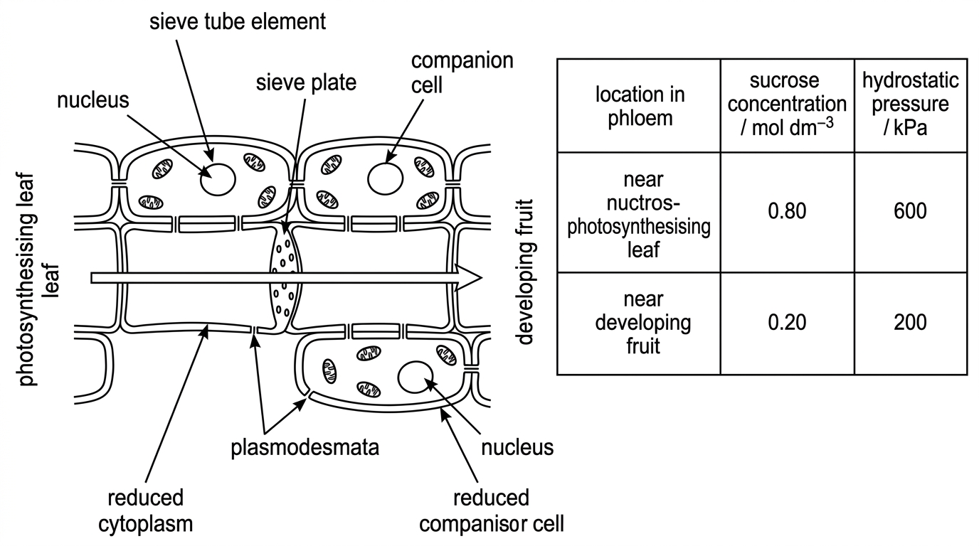 A combined stimulus with a labelled phloem diagram and a data table. The diagram shows sieve tube elements joined end to end by perforated sieve plates, reduced cytoplasm, no nucleus in sieve tube elements, adjacent nucleated companion cells with many mitochondria, and plasmodesmata between companion cells and sieve tube elements. The table compares sucrose concentration and hydrostatic pressure in phloem near a photosynthesising leaf and near a developing fruit, indicating a pressure gradient from source to sink.