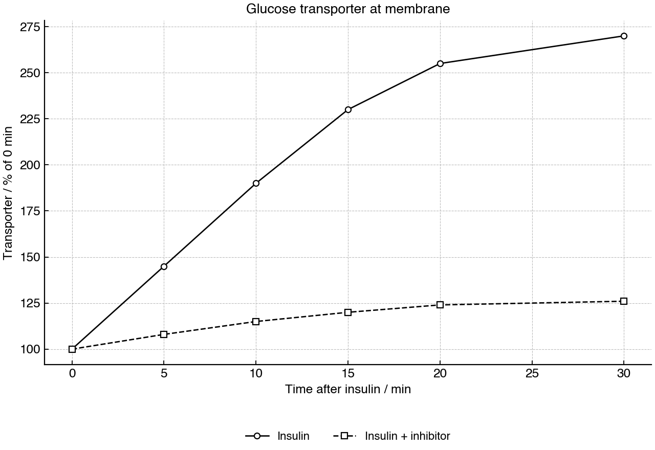 Plasma-membrane glucose transporter abundance in muscle cells after insulin exposure, with or without a tyrosine kinase inhibitor.