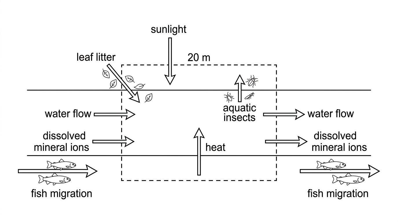 Annotated systems diagram of a stream section with a dashed boundary. Arrows cross the boundary showing sunlight entering, heat leaving, water flow entering and leaving, dissolved mineral ions entering and leaving, leaf litter entering, aquatic insects emerging, and fish migration. Arrows should be labelled with the type of transfer but should not classify the system as open or closed.