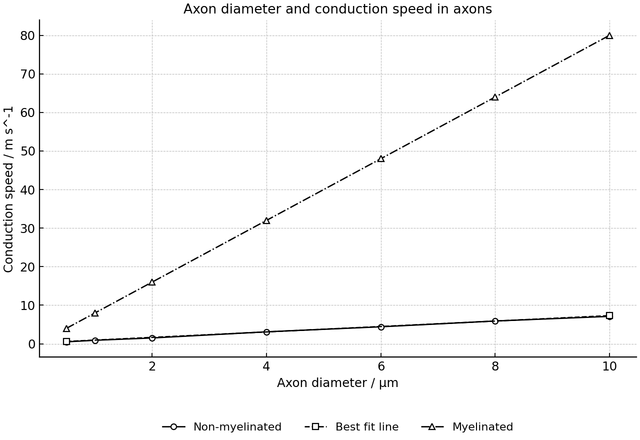 Conduction speed versus axon diameter for non-myelinated and myelinated axons, with a line of best fit for the non-myelinated data.