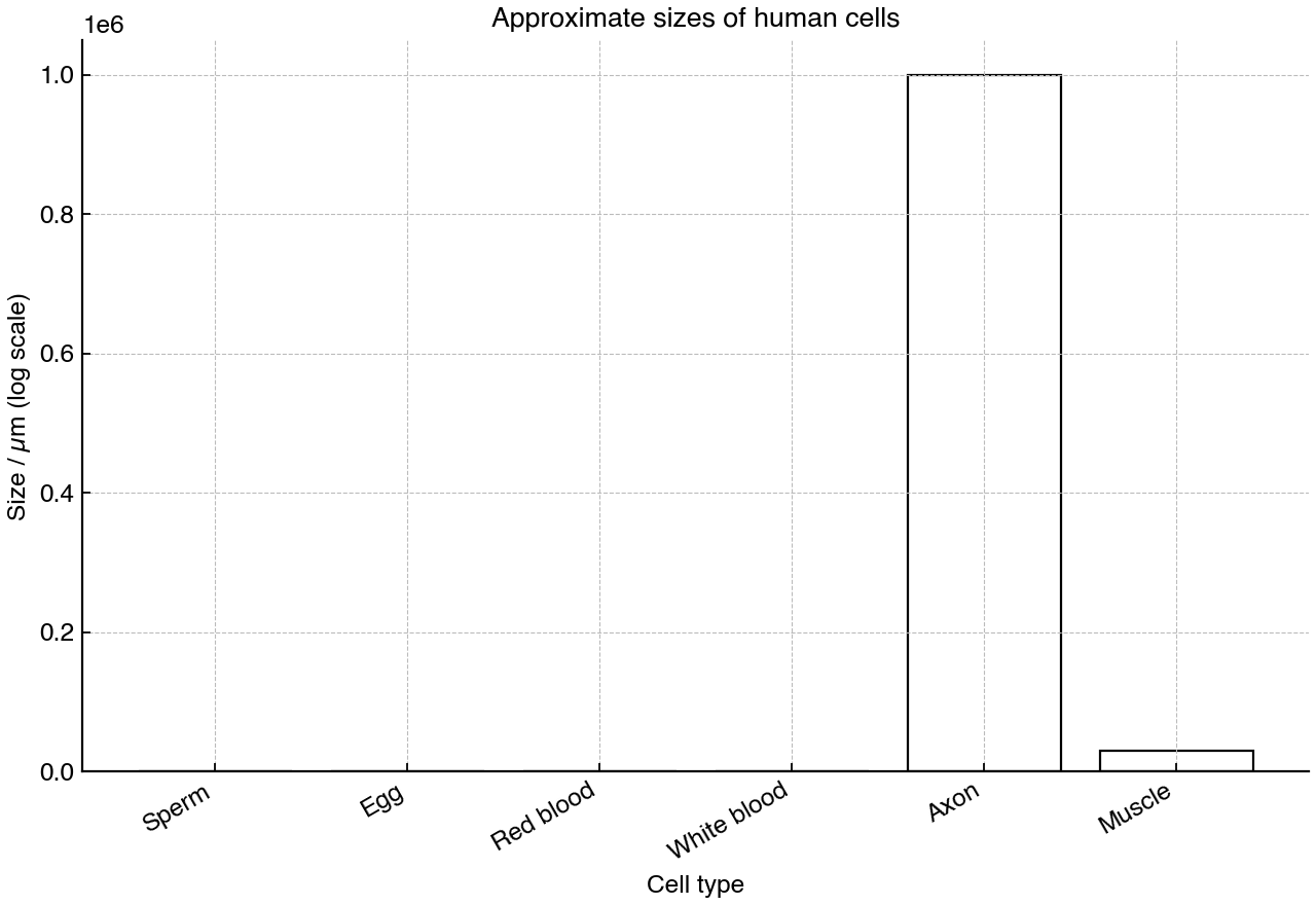 Bar chart comparing approximate size measurements for selected human cells using a logarithmic size scale.