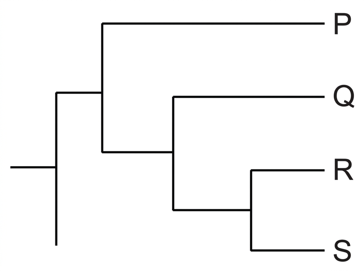 Simple rooted cladogram with terminal taxa P, Q, R and S; P diverges first from the root, Q diverges next, and R and S share the most recent node.