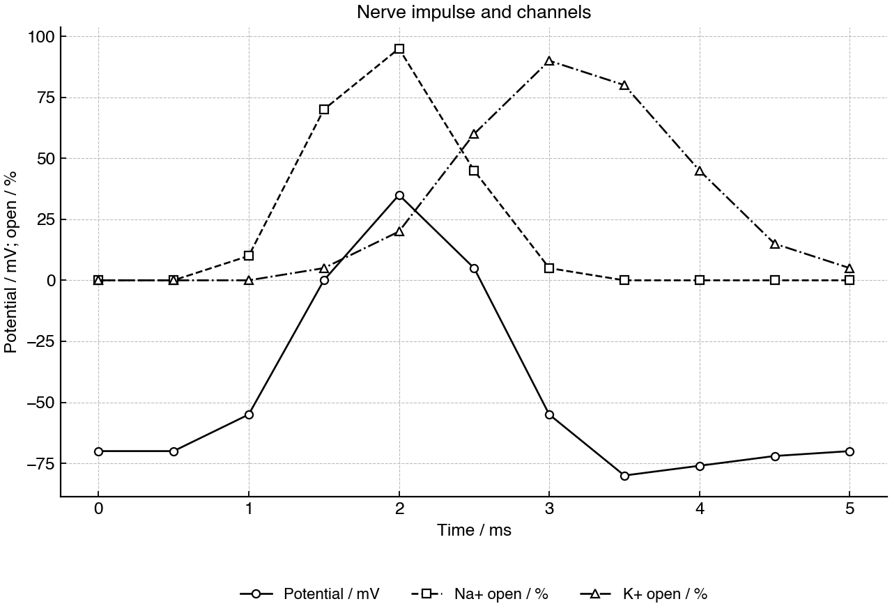 Line graph of membrane potential and relative opening of voltage-gated Na+ and K+ channels during a nerve impulse.