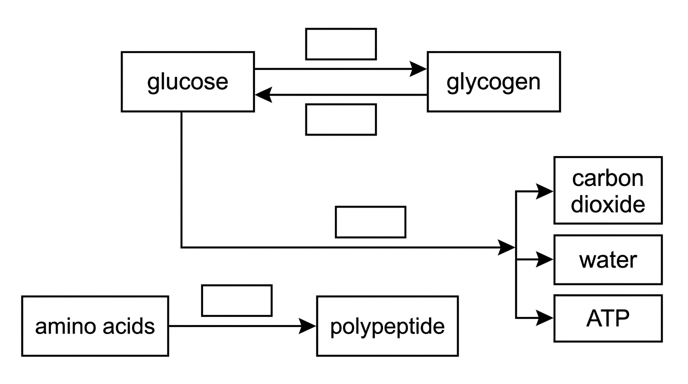 A metabolic pathway diagram with labelled boxes for glucose, glycogen, amino acids, polypeptide, carbon dioxide, water and ATP. Arrows show glucose joining to form glycogen, glycogen breaking down to glucose, amino acids joining to form a polypeptide, and glucose being oxidized during respiration. Different enzymes are shown beside several arrows but not named.