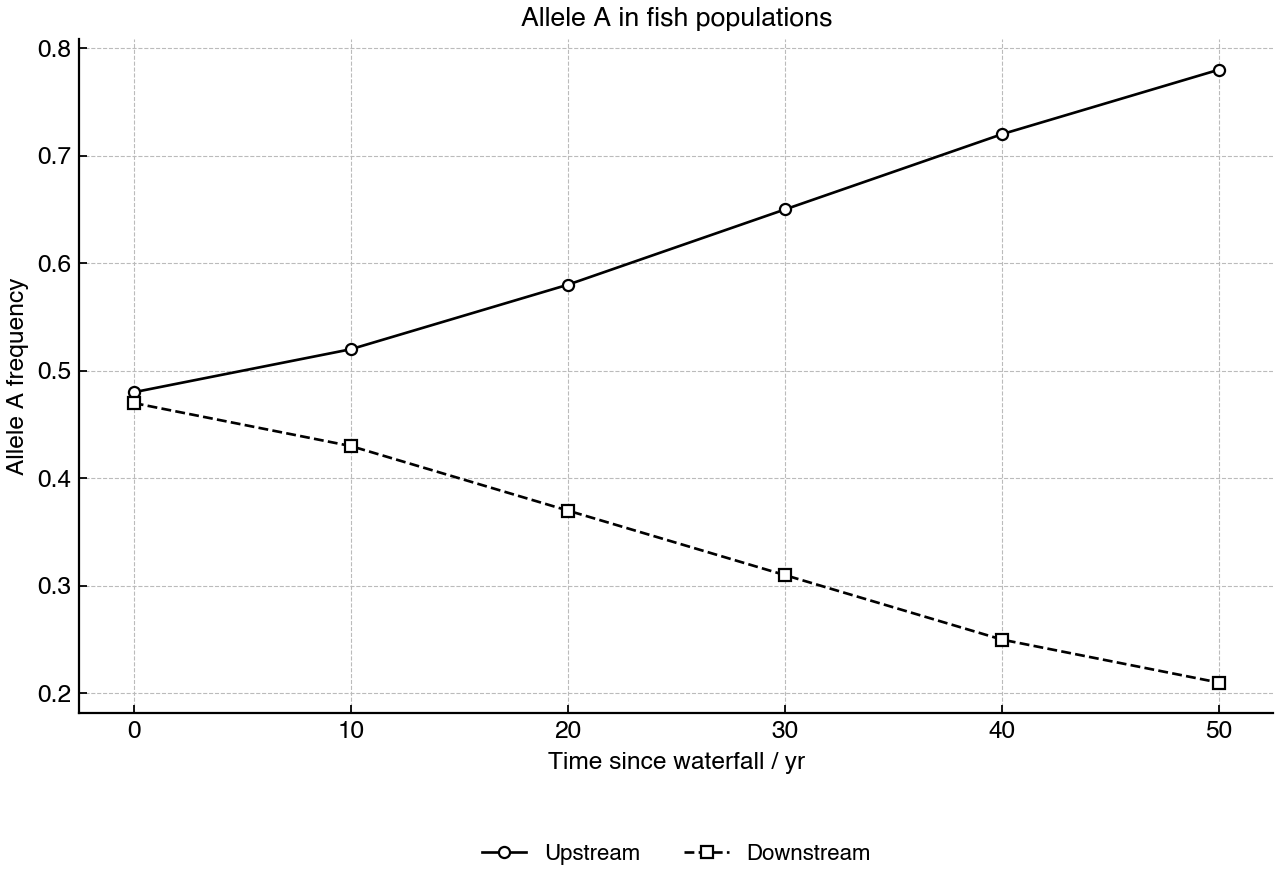 Line graph showing frequency of allele A over time in upstream and downstream fish populations after waterfall formation.