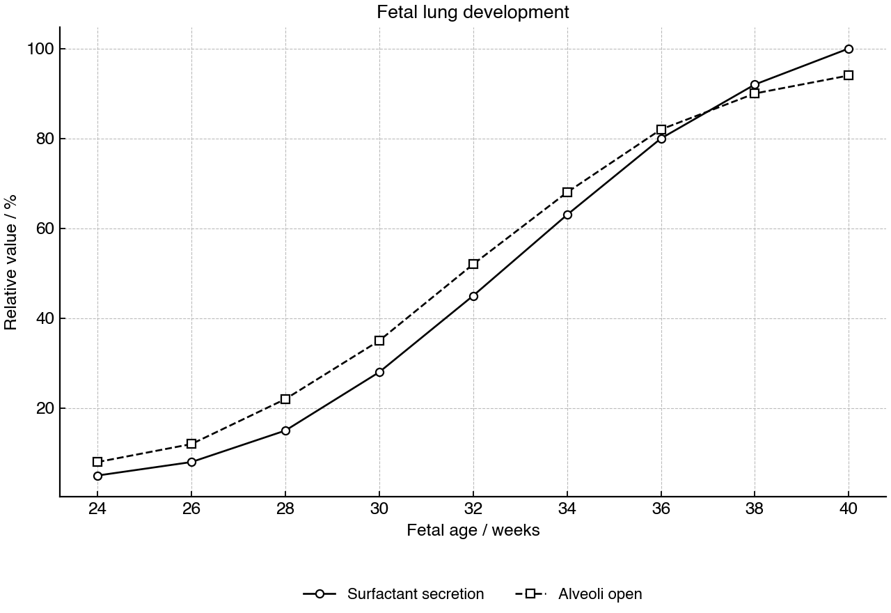Line graph comparing surfactant secretion and alveoli remaining open during fetal lung development.