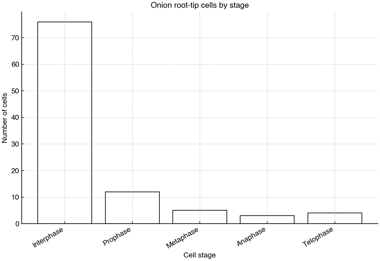 Counts of observed onion root-tip cells classified by cell-cycle stage.