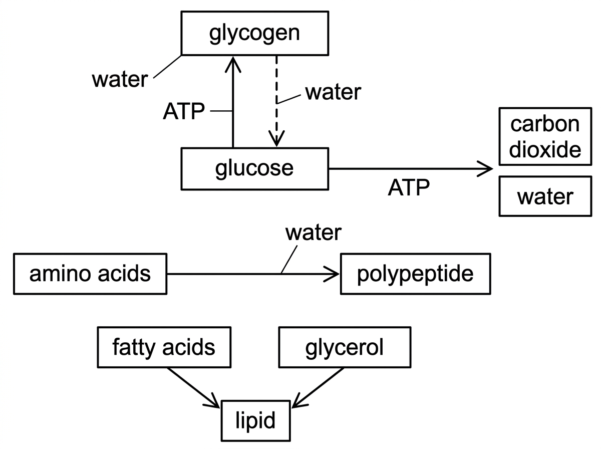 A flowchart-style metabolic network with labelled metabolites: glucose, glycogen, amino acids, polypeptide, fatty acids, glycerol, carbon dioxide and water. Arrows show glucose units joining to glycogen with ATP input and water release, amino acids joining to a polypeptide with water release, glycogen breaking down to glucose with water input, and respiratory oxidation of glucose leading to carbon dioxide, water and ATP. Different arrow styles distinguish synthesis and breakdown reactions without labelling them as anabolic or catabolic.