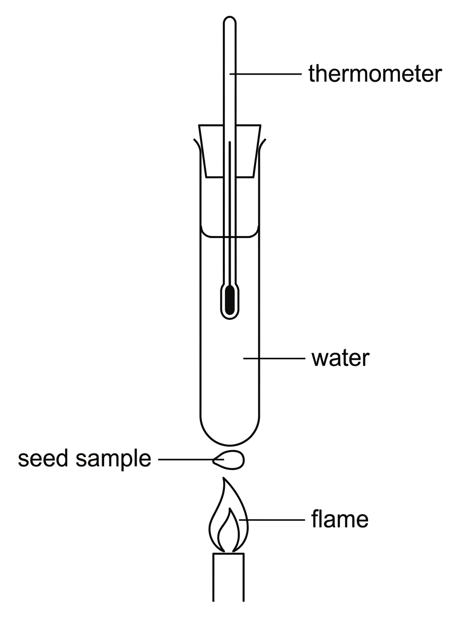 A simple calorimetry apparatus diagram showing a burning dry seed held below a boiling tube or test tube containing water, with a thermometer in the water. Labels show seed sample, water, thermometer and flame. The diagram does not include calculations or final numerical answers.