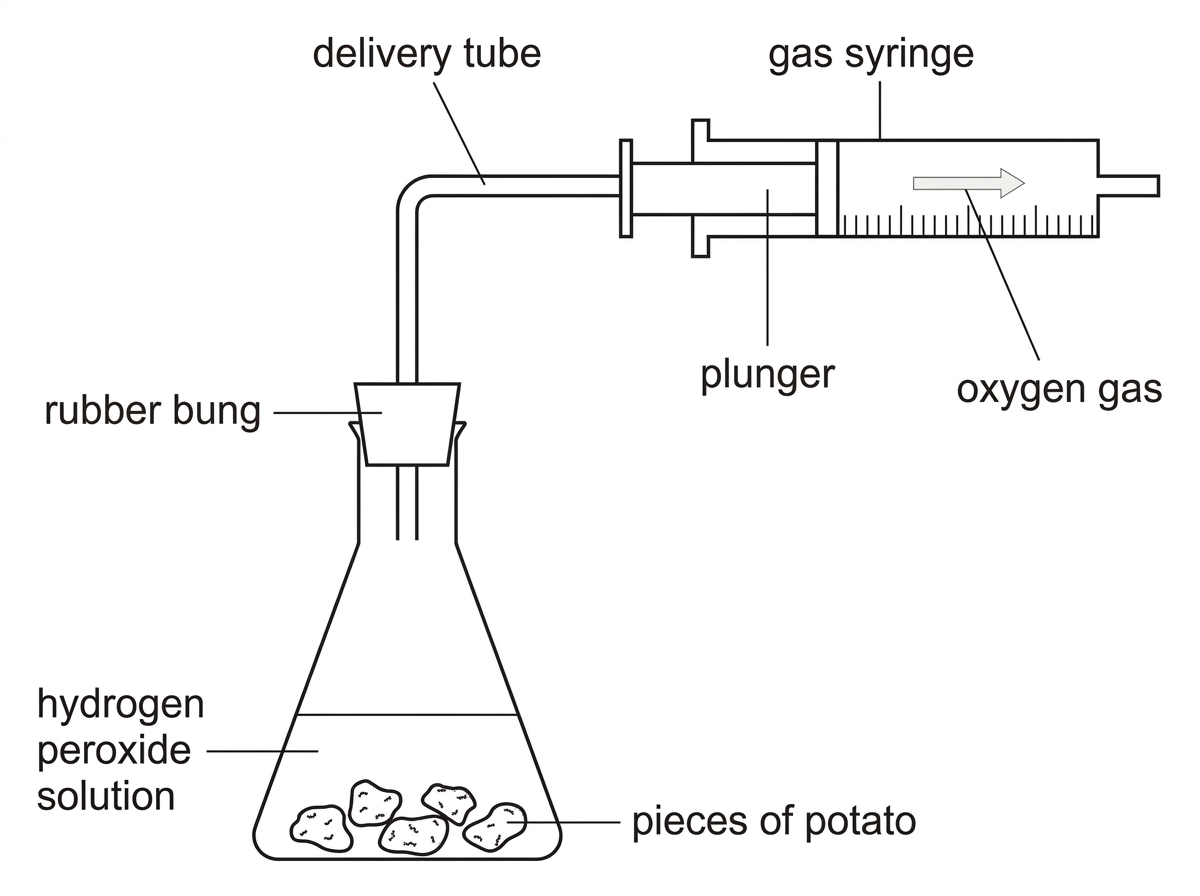 A simple apparatus diagram showing a conical flask containing hydrogen peroxide solution and pieces of potato, connected through a bung and delivery tube to a gas syringe for collecting oxygen gas.