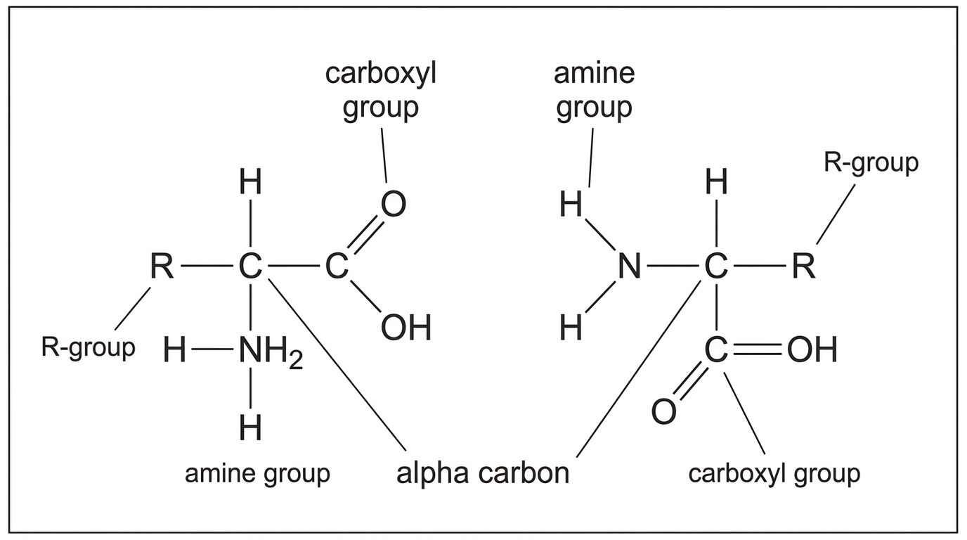 A simple molecular-model style diagram showing two generalized amino acids positioned side by side before condensation. Each amino acid has an alpha carbon bonded to an amine group, a carboxyl group, a hydrogen atom and an R-group. The carboxyl group of the left amino acid and the amine group of the right amino acid are close together, with an empty space for students to infer the product. Labels identify amine group, carboxyl group, alpha carbon and R-group, but no peptide bond or water molecule is labelled.