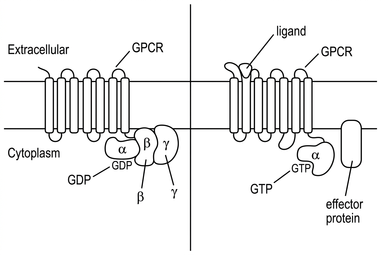 A two-panel diagram of a GPCR in a plasma membrane. The first panel shows an inactive receptor with an adjacent heterotrimeric G protein labelled alpha, beta and gamma, with GDP bound to the alpha subunit. The second panel shows a ligand bound to the receptor, GTP bound to the alpha subunit and separated activated G protein subunits near an intracellular effector protein. The diagram should not number the steps or state the mechanism in prose.