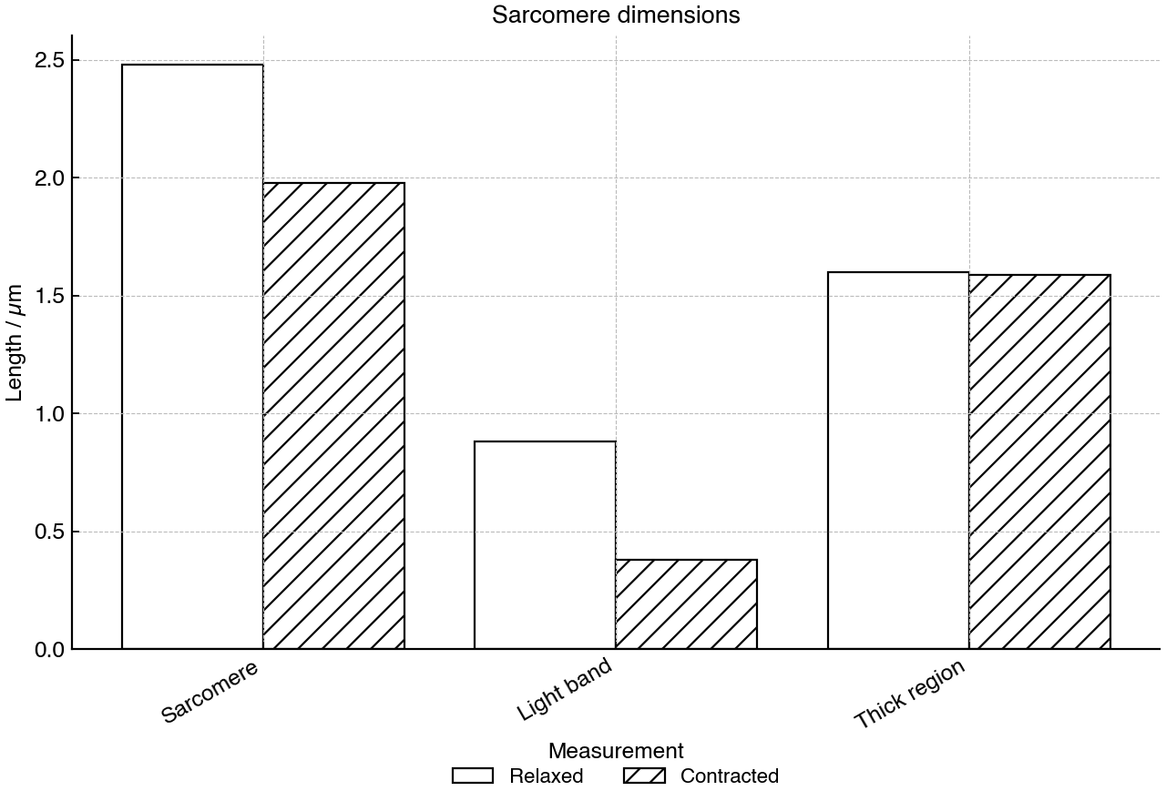Mean dimensions of isolated sarcomeres before and during contraction.
