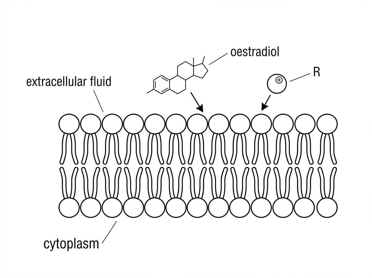 A membrane diagram showing a phospholipid bilayer with hydrophilic heads facing extracellular fluid and cytoplasm, and hydrophobic tails forming the interior. Oestradiol is drawn beside the membrane as a small molecule with four fused rings. Molecule R is shown as a small charged polar molecule. Arrows indicate that both molecules approach the membrane but do not show whether they cross.