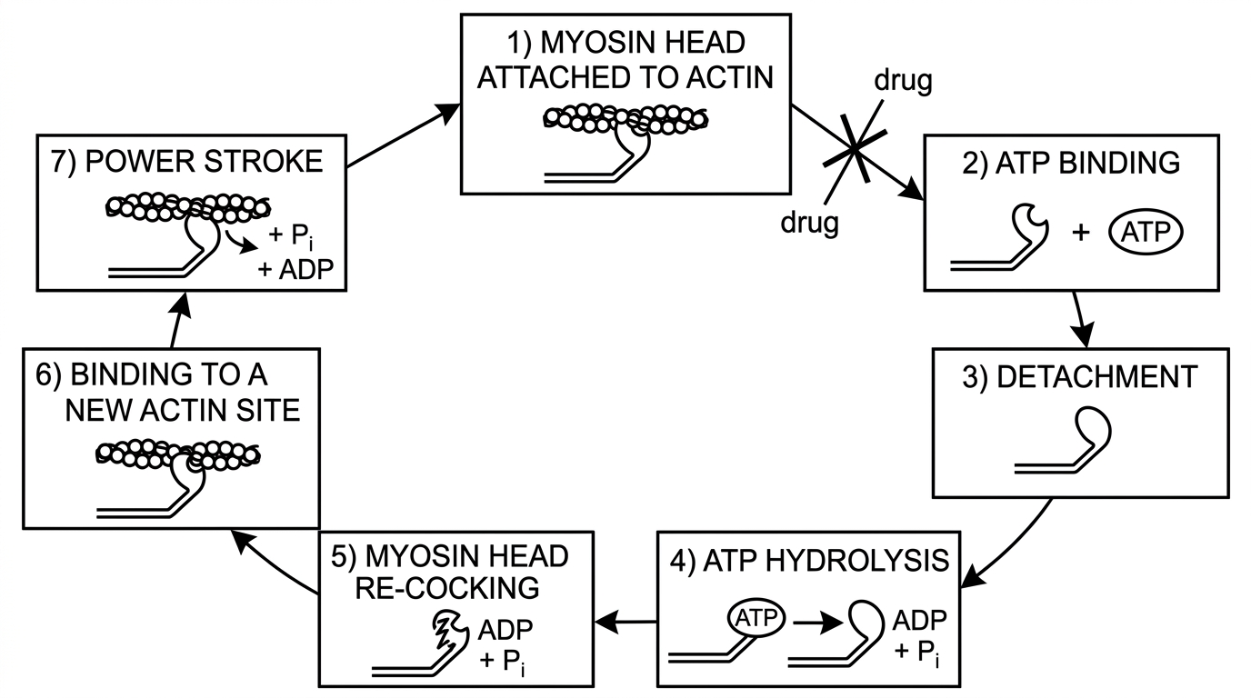 A flowchart of the cross-bridge cycle with stages represented by boxes: myosin attached to actin, ATP binding, detachment, ATP hydrolysis, re-cocking, binding to a new actin site and power stroke. The ATP-binding step is highlighted as blocked by the drug. The diagram should not state the consequences of the block.