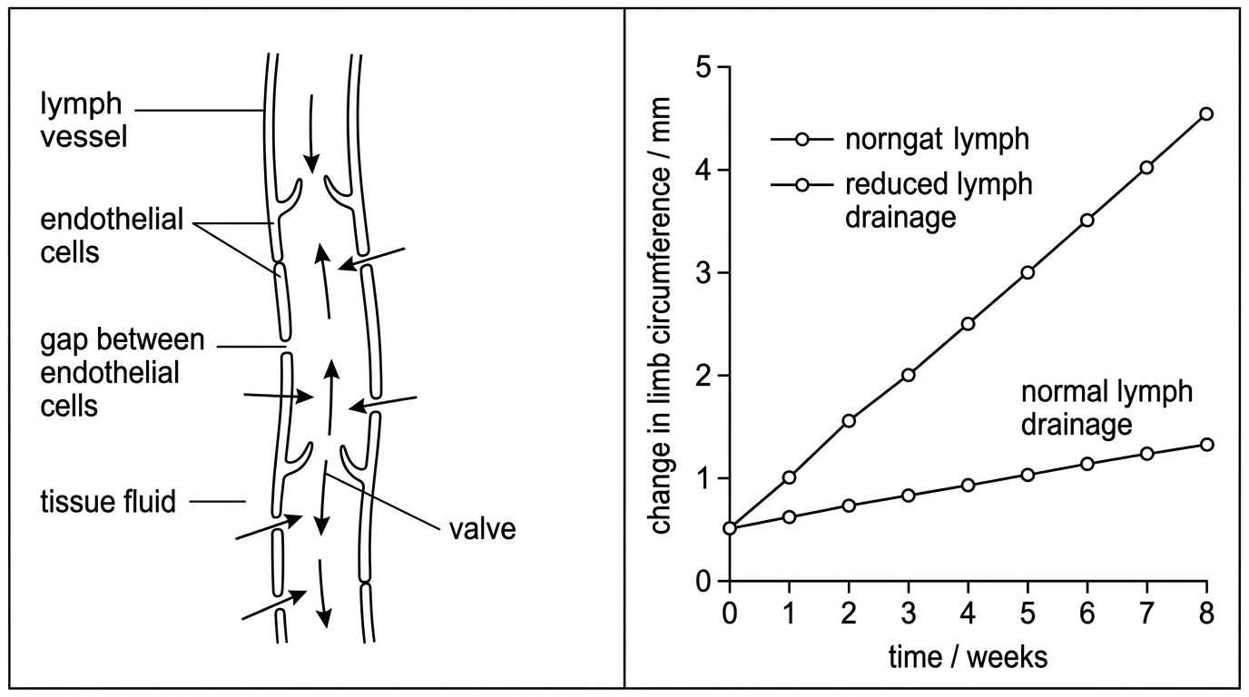 A combined stimulus with an annotated tissue diagram and a graph. The diagram shows thin-walled lymph vessels with gaps between endothelial cells, one-way valves and surrounding tissue fluid entering the vessels. The graph compares change in limb circumference over time in a normal limb and in a limb with experimentally reduced lymph drainage, with the reduced-drainage limb showing a larger increase.