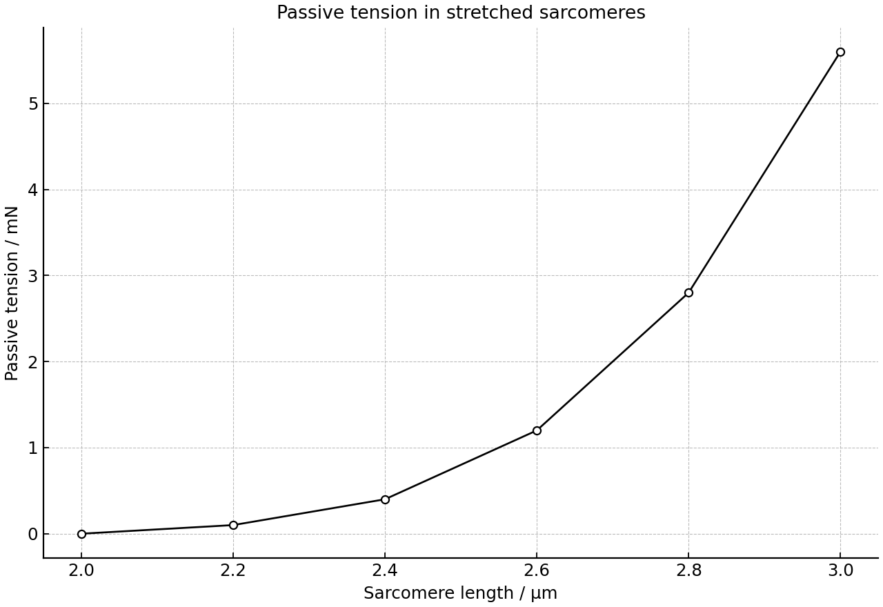 Passive tension increases as sarcomeres are stretched beyond resting length.