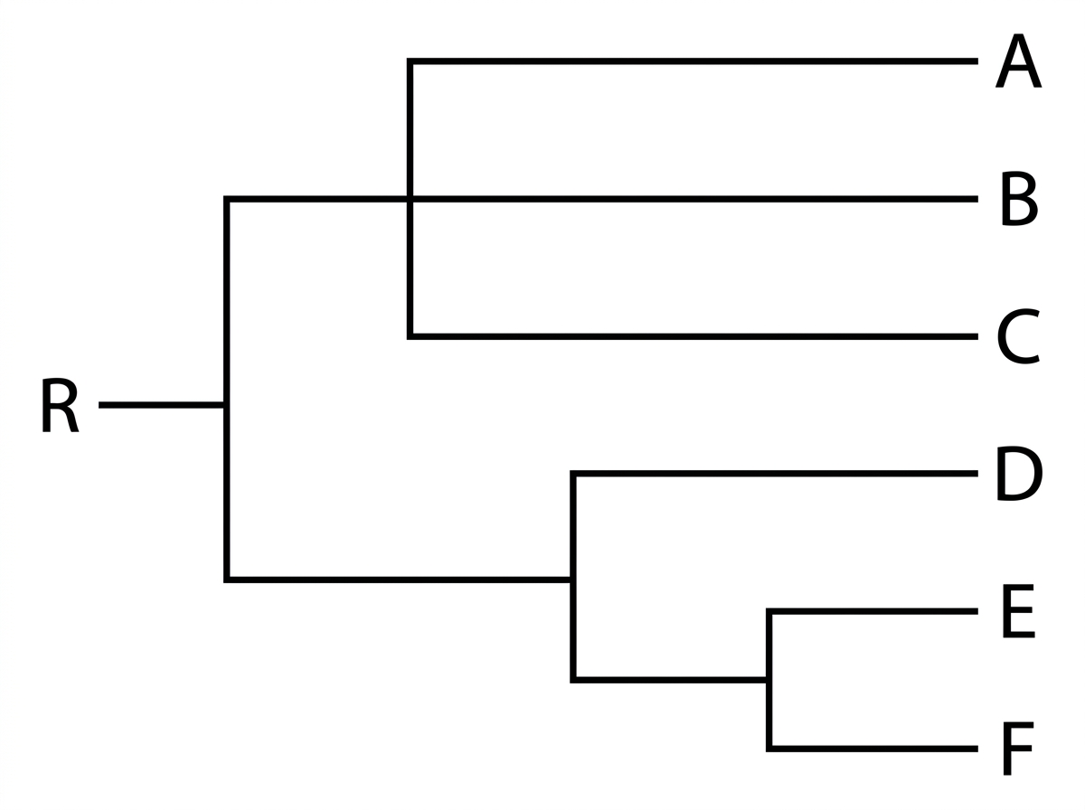 Rooted cladogram of bird taxa A–F with root labelled R; E and F share the most recent node; D is sister to the E+F clade, so D, E and F together include all descendants of their shared node.