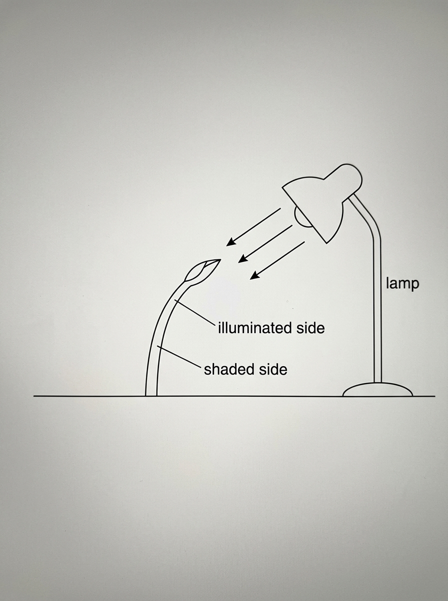 Diagram of a young shoot with a lamp on one side and the shoot curving toward the lamp. Show the illuminated side and shaded side of the shoot, but do not label which side has faster cell elongation.