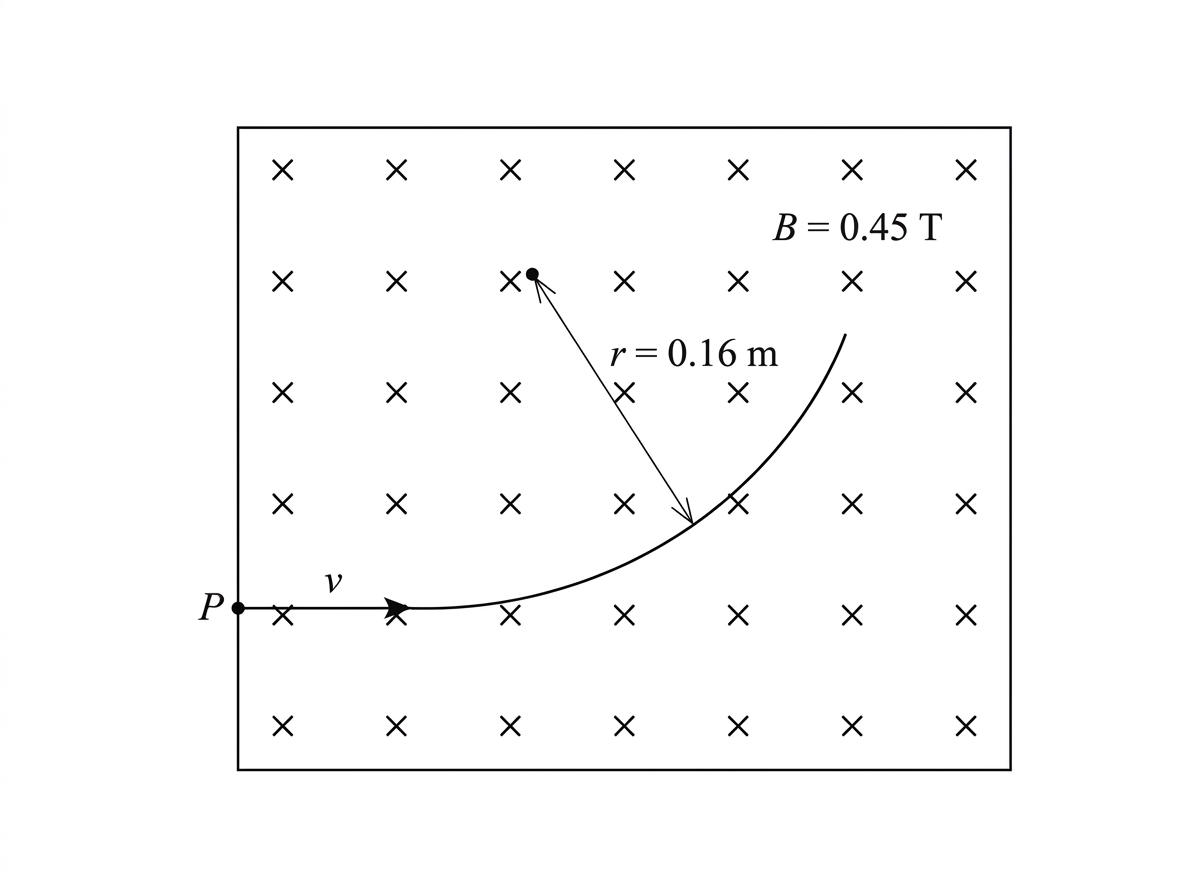 An annotated plan-view diagram of a proton track in a uniform magnetic field represented by crosses. The proton enters from the left at point P with its initial velocity horizontally to the right and curves upward in a circular arc. A scale or radius marker is included so that the radius of curvature of the path can be determined. The magnetic field strength is labelled as $0.45\ \text{T}$.