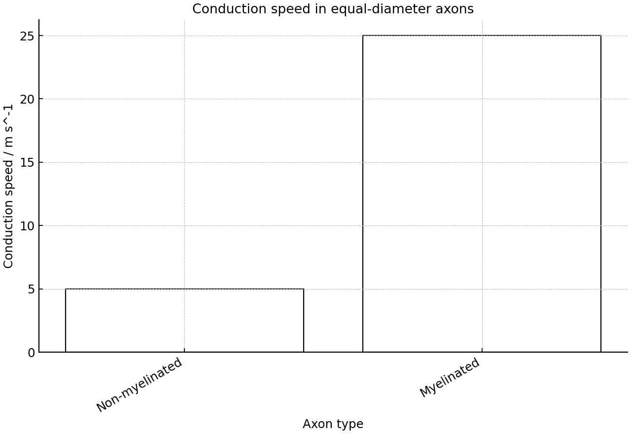 Comparison of conduction speed in equal-diameter axons.