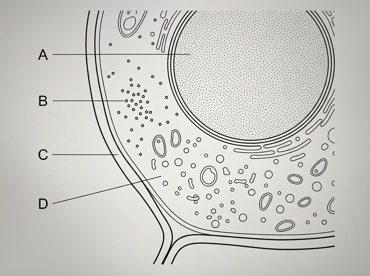 An annotated transmission electron micrograph-style image of part of a plant cell. Labels A to D point to: a nucleus with a double boundary, several small ribosome-like dots in the cytoplasm, a thick cell wall outside the plasma membrane, and a region of cytoplasm containing many structures. The labels should be clear but should not name the structures.