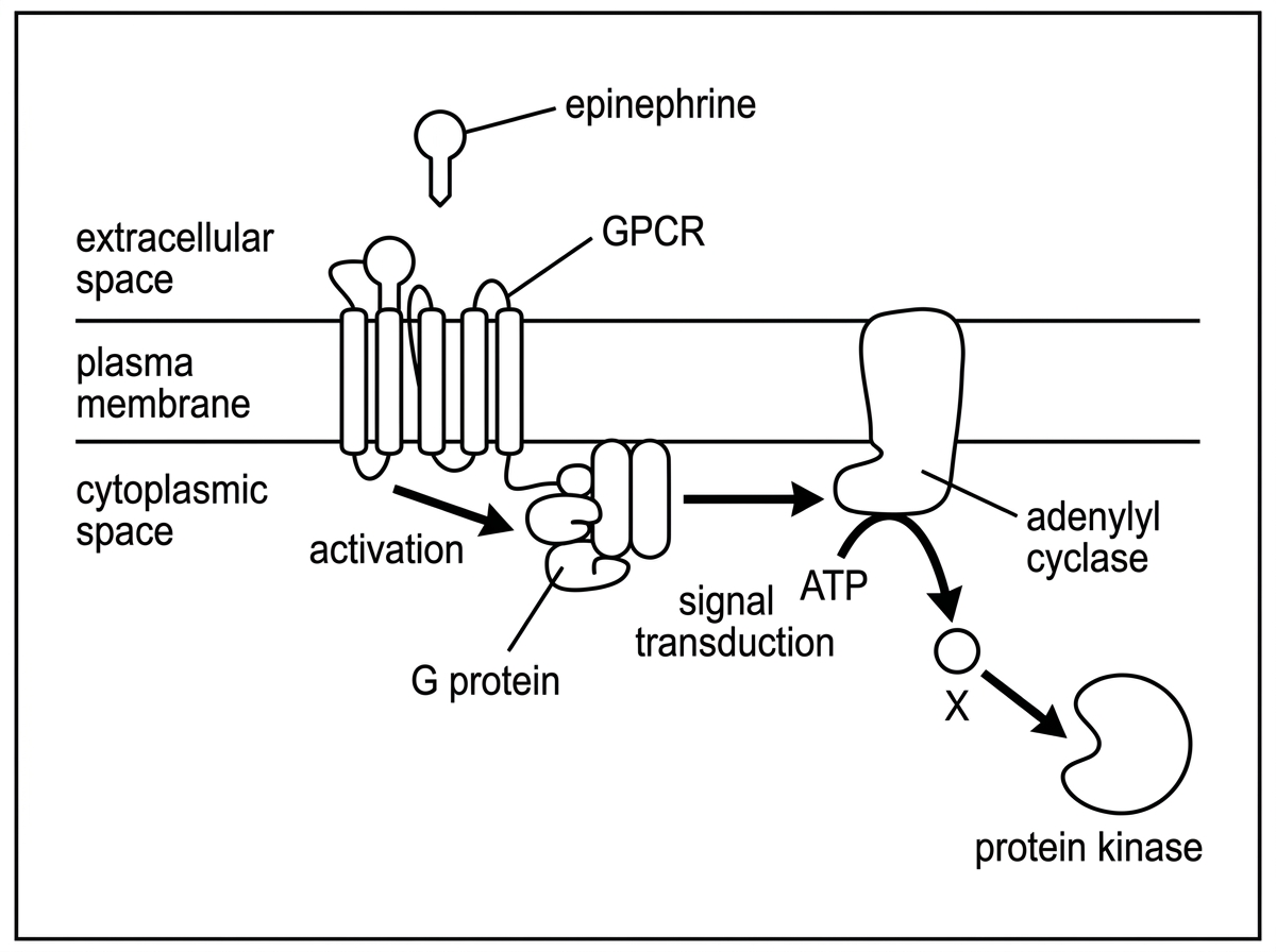 A simplified cell signalling diagram showing epinephrine outside a plasma membrane binding to a labelled GPCR. On the cytoplasmic side, an activated G protein points to a membrane enzyme labelled adenylyl cyclase. An arrow from ATP through adenylyl cyclase leads to a small intracellular molecule labelled X, which then points to activation of protein kinase enzymes. Labels must include epinephrine, GPCR, G protein, adenylyl cyclase, ATP, X and protein kinase.