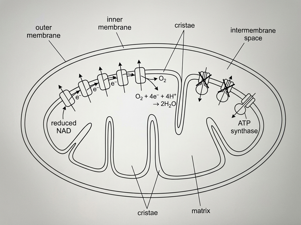 A mitochondrion diagram showing the outer membrane, inner membrane with cristae, matrix, intermembrane space, electron transport chain carriers, ATP synthase complexes, proton pumping, oxygen accepting electrons and protons to form water, and reduced NAD delivering electrons. Some ATP synthase complexes should be shown as non-functional or fewer in number.