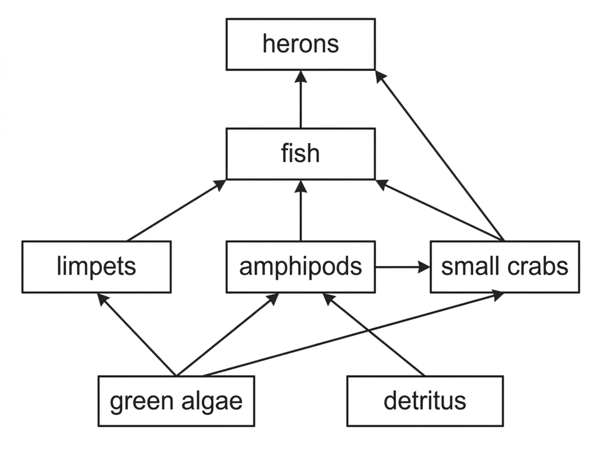 A food web diagram for a rocky shore community with labelled boxes for green algae, detritus, limpets, amphipods, small crabs, fish and herons. Arrows must show direction of energy and biomass transfer from food to feeder, including multiple feeding relationships and an omnivore. The diagram should not classify trophic levels explicitly.