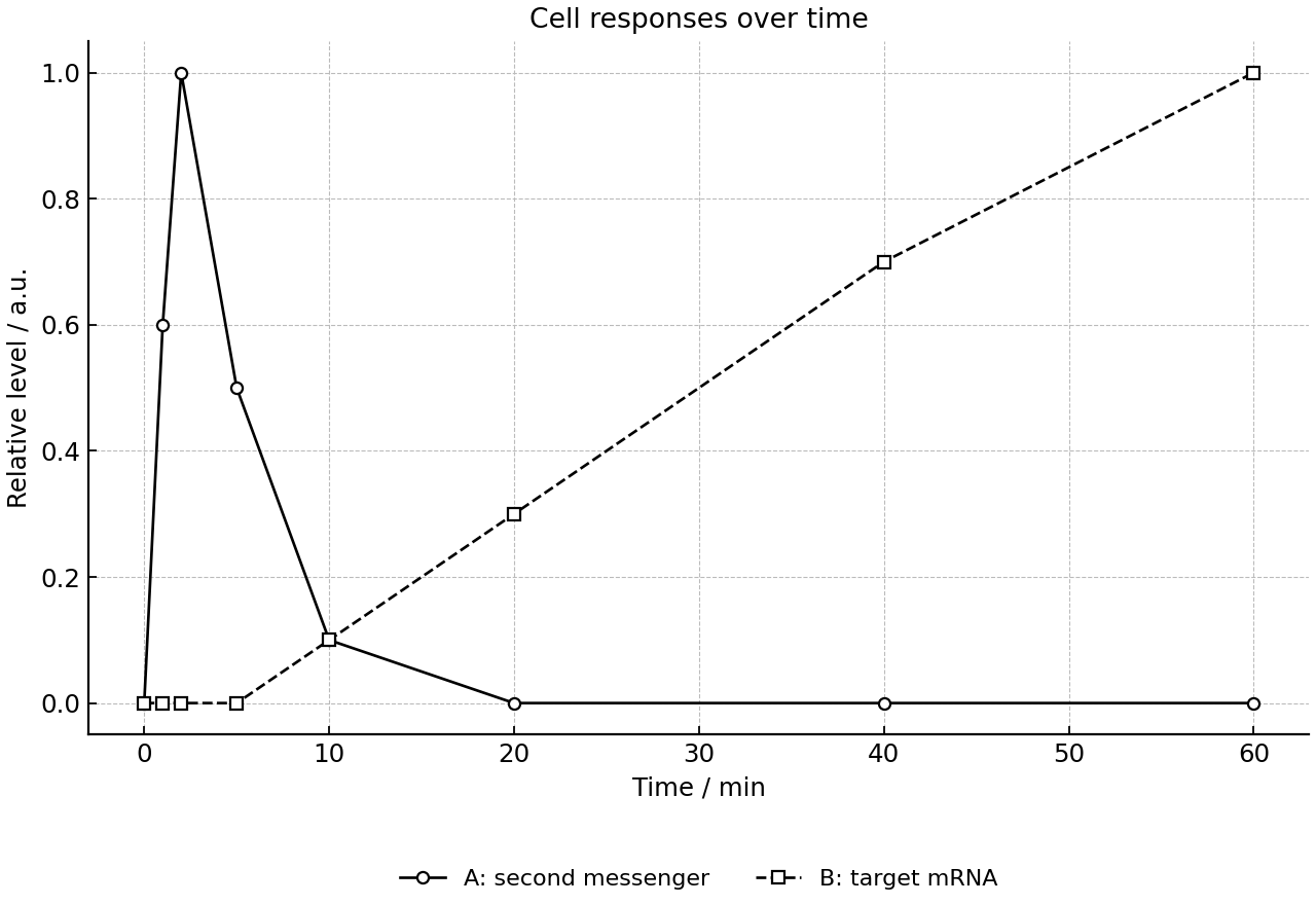 Time-course of relative second messenger and mRNA levels after adding signals A and B separately to cultured cells.